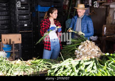 Couple of farmers peeling and sorting freshly harvested green onions, preparing for packing and storage of crops Stock Photo