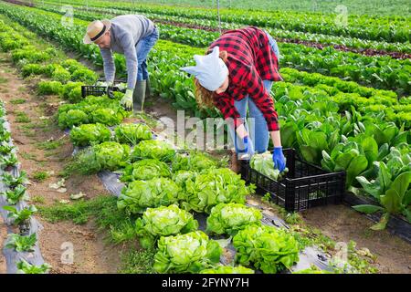 Couple of smallholder farmers engaged in harvesting of green lettuce on small farm field in spring Stock Photo