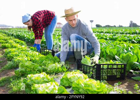 Couple of male and female farmers harvest crop of green lettuce on a plantation Stock Photo