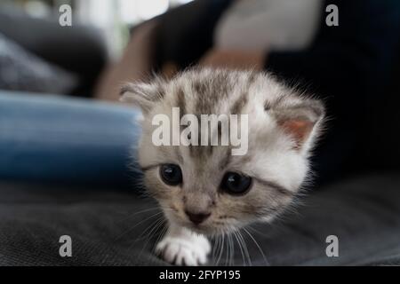 kitten runs towards the camera Stock Photo
