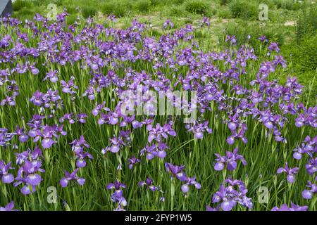 Iris sibirica purple flowers Stock Photo