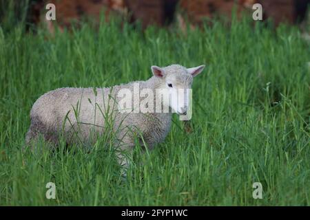 Coopworthschaf / Coopworth sheep / Ovis Stock Photo