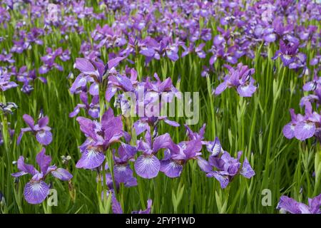 Iris sibirica purple flowers Stock Photo
