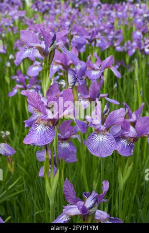 Iris sibirica purple flowers Stock Photo