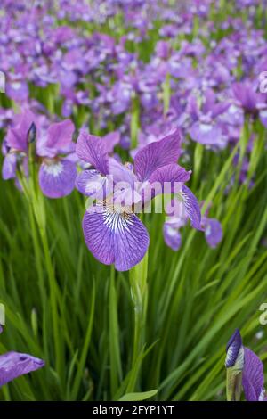 Iris sibirica purple flowers Stock Photo