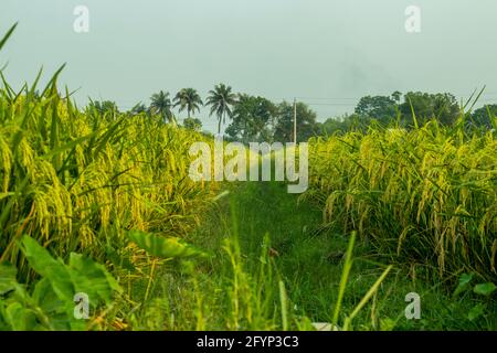 Yellow and green paddy field landscape, also called rice paddy, small, level, cultivate rice in southern and eastern Asia Stock Photo