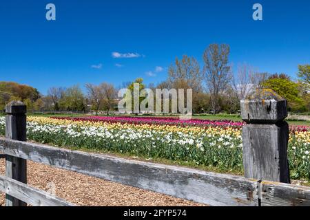 Holland, Michigan - Windmill Island Gardens, a city park, during Holland's spring tulip festival. The annual event celebrates the city's Dutch heritag Stock Photo