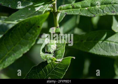 Tiny tree frog resting on a leaf. With its chameleon-like ability to change color, it has matched itself perfectly to the green plant. Stock Photo