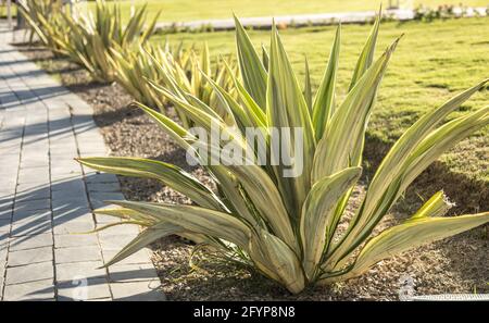 Agava is a genus of monocotyledonous plants of the subfamily Agave family of Asparagus. Succulent thick leaves grow from the ground. Stock Photo