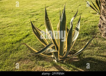 Agava is a genus of monocotyledonous plants of the subfamily Agave family of Asparagus. Succulent thick leaves grow from the ground. Stock Photo