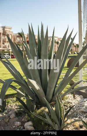 Agava is a genus of monocotyledonous plants of the subfamily Agave family of Asparagus. Succulent thick leaves grow from the ground. Stock Photo