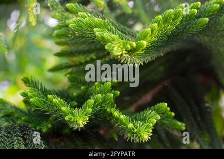Macro view of green prickly branches of a fur-tree commonly known as pine tree. Stock Photo