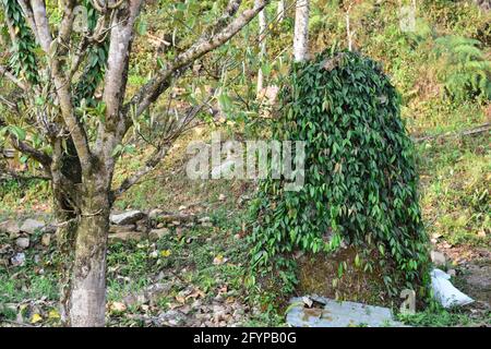 Stone covered with green parasitic plant in himalaya forest of Kalimpong, Stock Photo