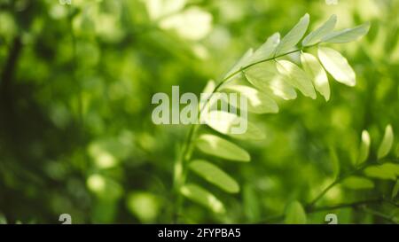 Green leaves blurred background web banner. Defocused Green acacia leaves background Stock Photo