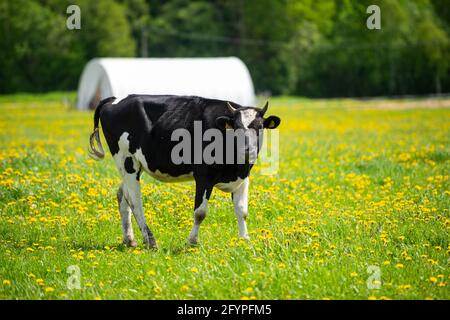 Black cow with white spots grazing in the meadow, green with yellow dandelions Stock Photo
