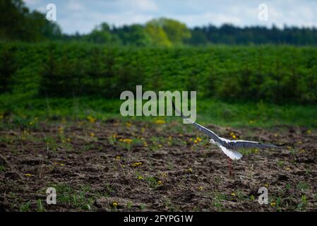 Birds - the white stork (Ciconia ciconia) takes off in wings for a flight over a plowed muddy field Stock Photo
