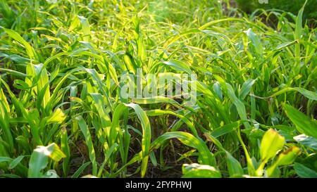 Sunlight falls on Bajara or Millet plants. Newly growing bajara or millet plants in a field near jaipur, India. Green field landscape. Stock Photo