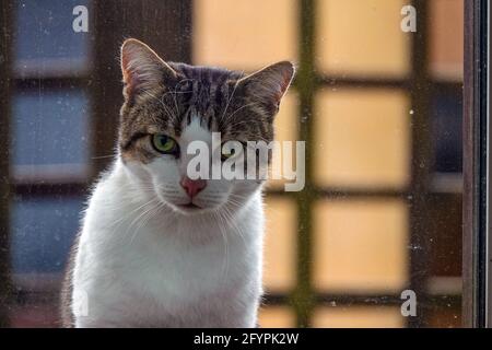 Close-up photograph of a tabby and white cat kitten looking intently through a dirty window. Stock Photo