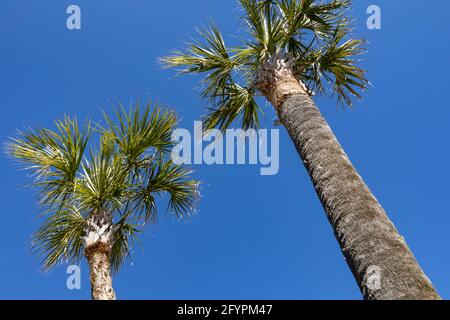 Pair of South Carolina palmetto palm trees seen from below against a blue sky, horizontal aspect Stock Photo