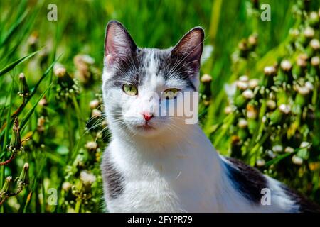 Cat in the meadow sunny warm springtime day Stock Photo