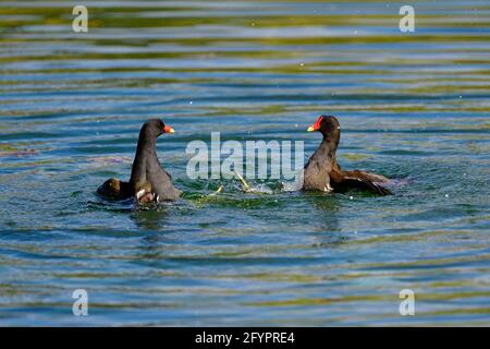 Vienna, Austria. Floridsdorfer water park in Vienna.  Common Moorhen (Gallinula chloropus) Stock Photo