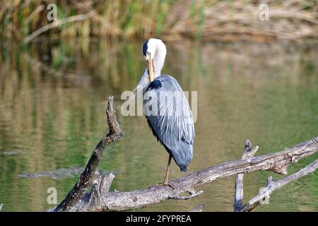 Vienna, Austria. A gray heron (Ardea cinerea) stands on one leg on a tree trunk in the Floridsdorf water park Stock Photo