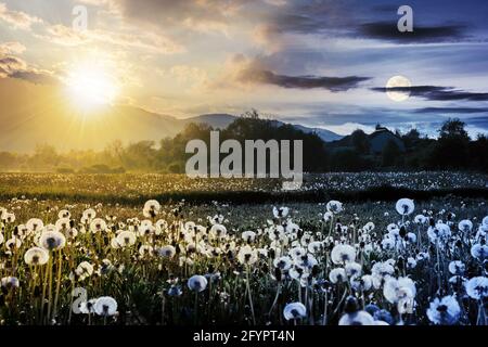 day and night time change concept above dandelion field in rural landscape. beautiful nature scenery with blooming weeds. clouds on the sky with sun a Stock Photo