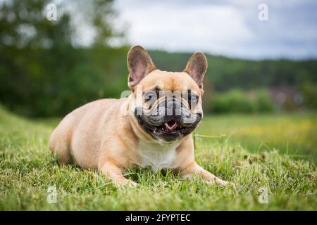 French Bulldog Stock Photo