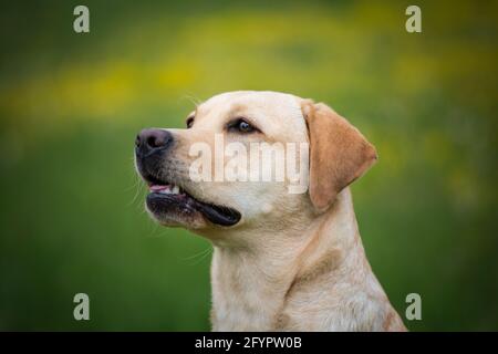 Yellow Labrador Retriever Stock Photo