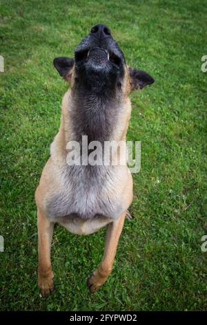 Belgian Shepherd Dog (Malinois) barking Stock Photo