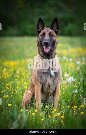 Belgian Shepherd Dog (Malinois) in the flower meadow Stock Photo