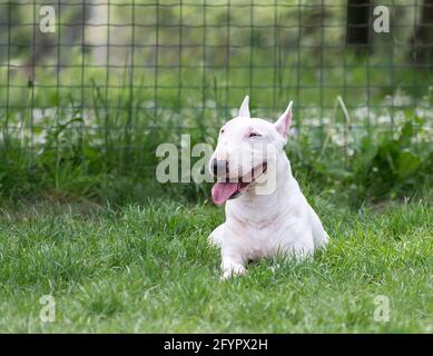 White miniature bull terrier in the park Stock Photo