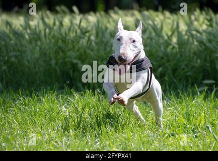 White miniature bull terrier in the park Stock Photo