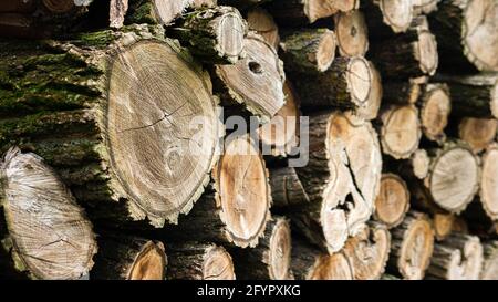 Dry chopped hemp. Wood background. Hemp with bark Stock Photo