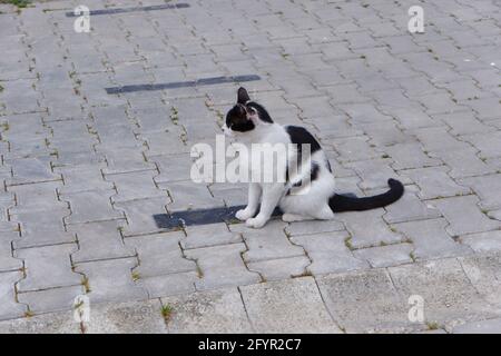 Black and White little cat outdoor Stock Photo