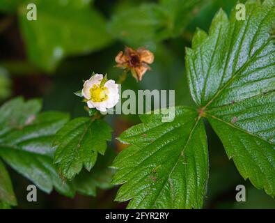 Fragaria vesca, commonly called wild, woodland, Alpine, Carpathian, European or fraisier des bois Strawberry growing in the wild Stock Photo