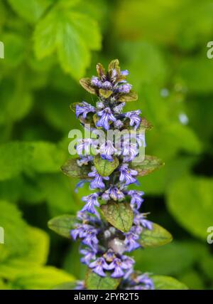 close up of a colorful blue bugle (Ajuga reptans) flower in early summer Stock Photo