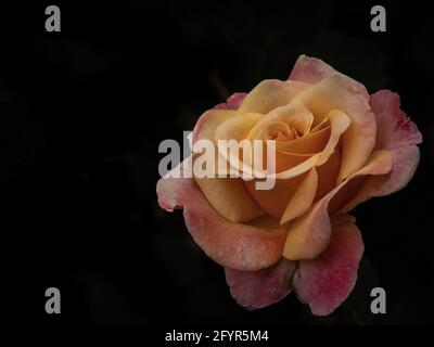 Yellow and fuchsia multicolored orses isolated on black background with space for text Stock Photo