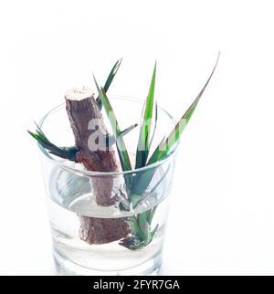 Dracaena Marginata sprouts in water Stock Photo