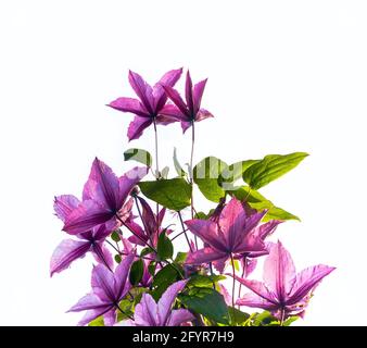 the Clematis flower, on white Stock Photo