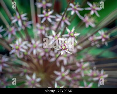 Allium giganteum, common name giant onion, is an Asian species of onion, Stock Photo