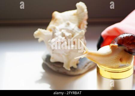 Achatin snail crawls on a jar of cream on a sunny day Stock Photo