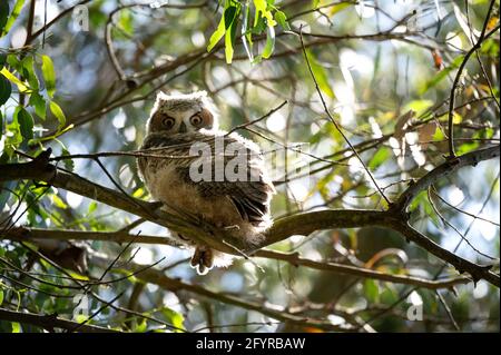 Baby owl in eucalyptus tree looking at camera in California State Park Stock Photo