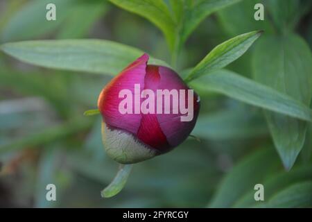 Paeonia Officinalis Rubra Plena, Old Garden Rose, Beautiful and Peaceful Floral Space Stock Photo