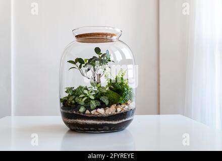 Small decoration plants in a glass bottle, garden terrarium bottle, forest in a jar. Terrarium jar with piece of forest with self ecosystem. Stock Photo