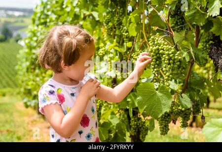 Child examines grapes in vineyard, cute little girl looks at vine in wine farm. Happy kid walks at plantation in summer. Concept of vineyard, viticult Stock Photo