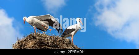 Storks on nest on blue sky background, couple of white storks stands at home. Wild stork family living in village or town. Panoramic view of stork on Stock Photo