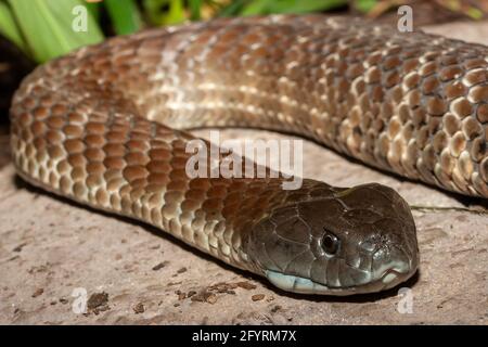 Highly venomous Australian Eastern Tiger Snake Stock Photo