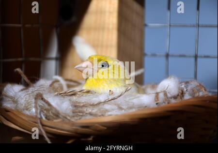 Female yellow canary sitting in a nest on eggs in cage. Close up of exotic bird, selective focus Stock Photo