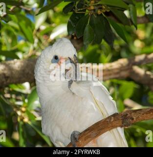 Close-up of face of Australian Little Corella, Cacatua sanguinea, against background of emerald green foliage in the wild in Queensland Stock Photo